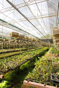 Orchid Plant Nursery