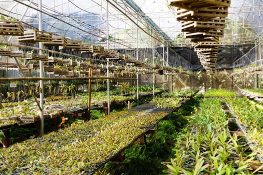 Orchid Plant Nursery