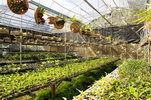 Orchid Plant Nursery