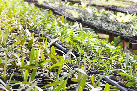 Orchid Plant Nursery
