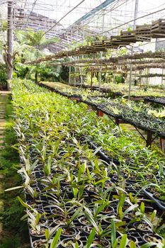 Orchid Plant Nursery