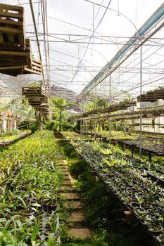 Orchid Plant Nursery
