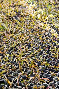 Orchid Plant Nursery
