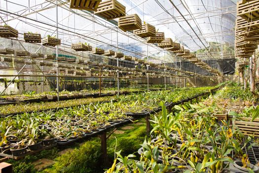 Orchid Plant Nursery