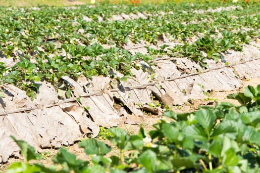 Rows of strawberry farm