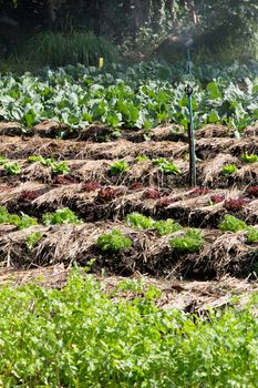 Vegetable farm in countryside,thailand.