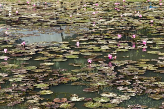 Waterlily, lotus flowers in pond