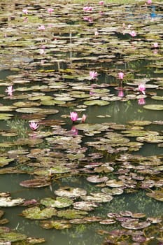 Waterlily, lotus flowers in pond