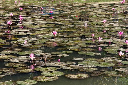 Waterlily, lotus flowers in pond