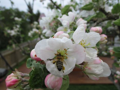 Bee working in apple tree