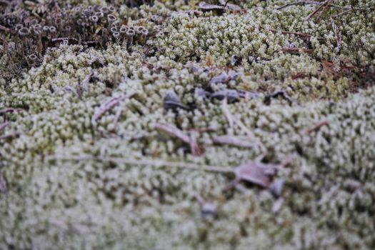 Close up in forrest, early morning