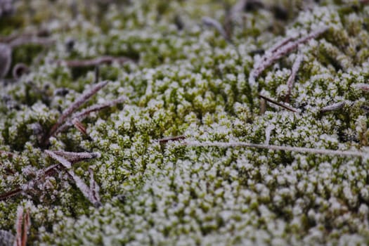 Frost, close up