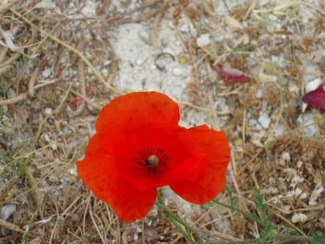 Wild red flower, in sand