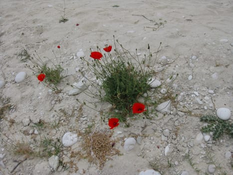 Papavers in sand