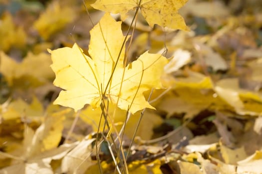 Sunny background with golden leaves in autumn