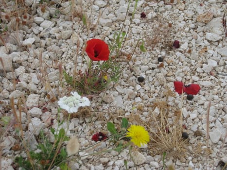 Wild flowers in sand