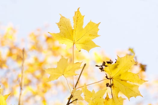 Sun glow through yellowing autumn leaves in tree