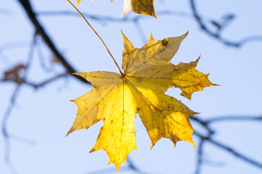 Sun glow through yellowing autumn leaves in tree