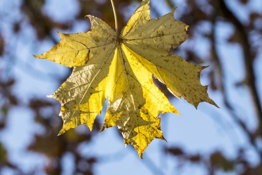 Sun glow through yellowing autumn leaves in tree