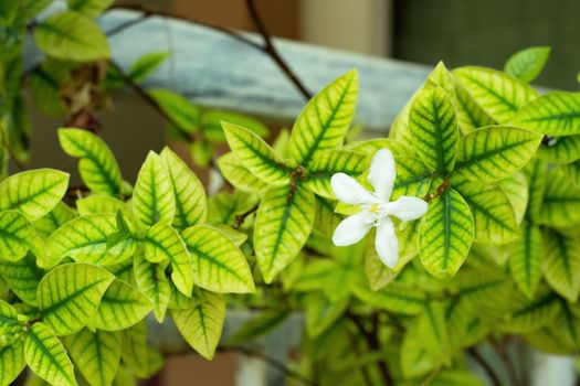 White Inda flowers, Wrightia antidysenterica flower with beautiful yellow green leaf