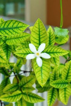 White Inda flowers, Wrightia antidysenterica flower with beautiful yellow green leaf