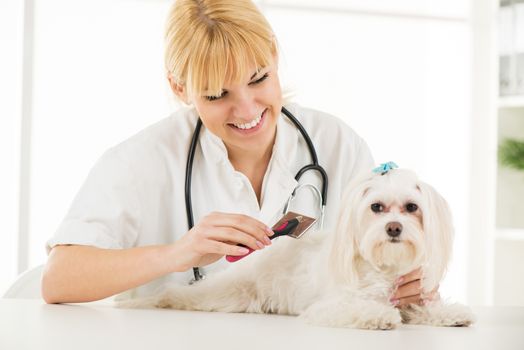 Beautiful woman grooming maltese dog.