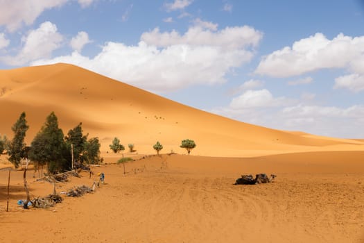 sand dune and camels on a blue sky background