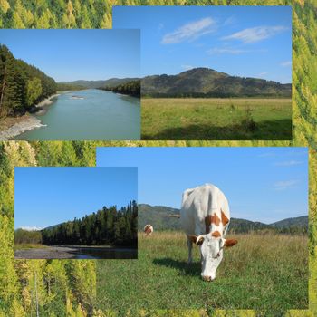 collage of photos taken in the Altai (River Biya, Katun River, the cows in the pasture near the village of Lakeside, Mountain, Altai Republic, Russia, 2015)