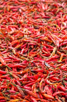 Dried Hot Pepper background