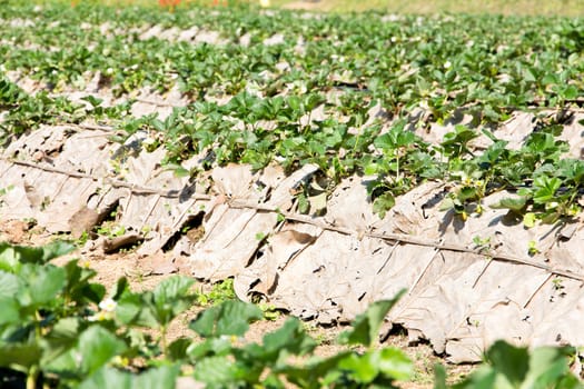 Rows of strawberry farm