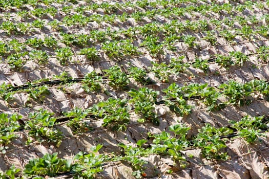 Rows of strawberry farm