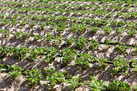 Rows of strawberry farm