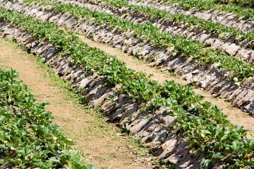 Rows of strawberry farm