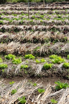 Vegetable farm in thailand
