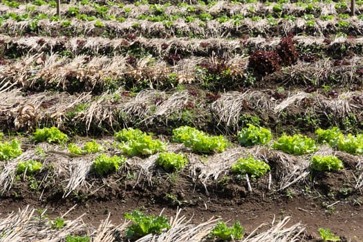 Vegetable farm in thailand