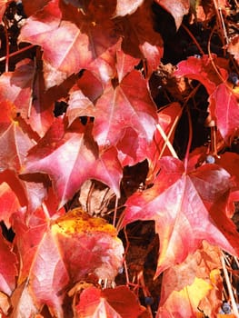 Branches of red acer palmatum in autumn
