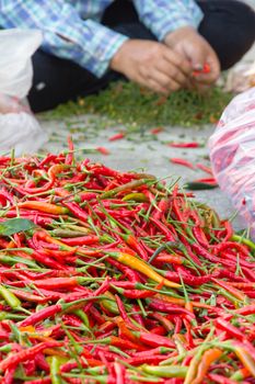 pile of chilli in local market, thailand