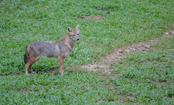 Brown or Golden or Asiatic jackal ( Canis aureus )