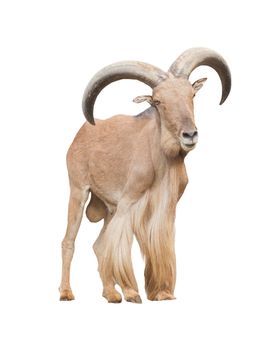 male barbary sheep isolated on white background