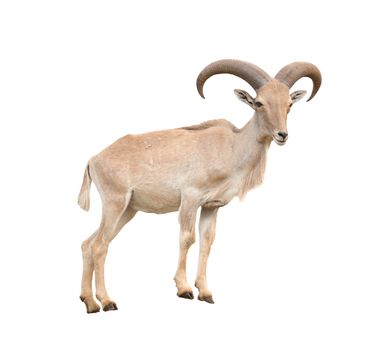female barbary sheep isolated on white background