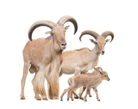 barbary sheep family isolated on white background