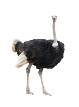 ostrich isolated on white background