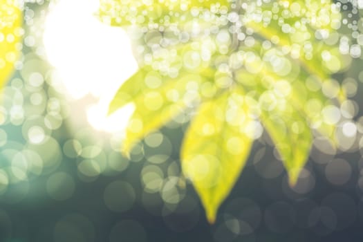 abstract natural blur background, defocused leaves, bokeh, nature background