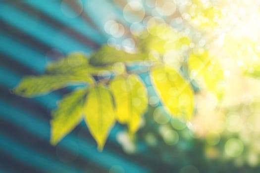 abstract natural blur background, defocused leaves, bokeh, nature background