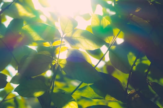 Tree branch over blurred green leaves background, nature background