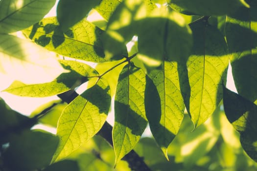 Tree branch over blurred green leaves background, nature background