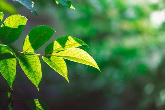 Tree branch over blurred green leaves background, nature background