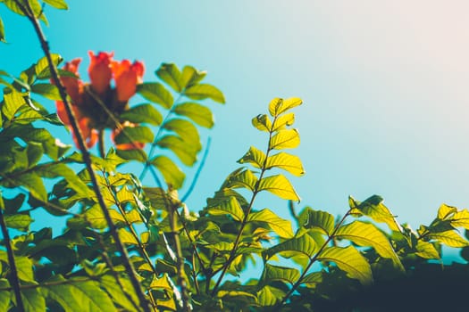 Tree branch over blurred green leaves background, nature background