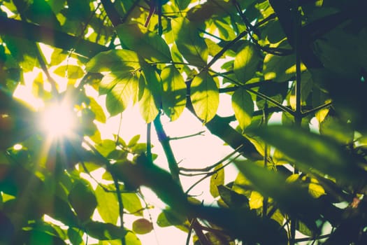 Tree branch over blurred green leaves background, nature background