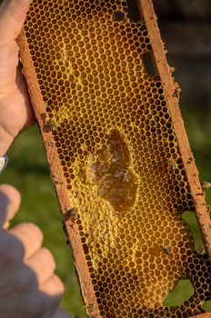 Beekeeper showing honeycomb frame